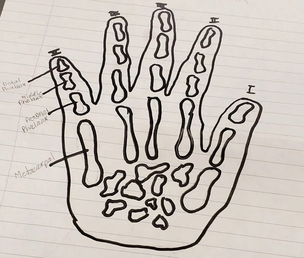 A sketch of a hand and its bones. 