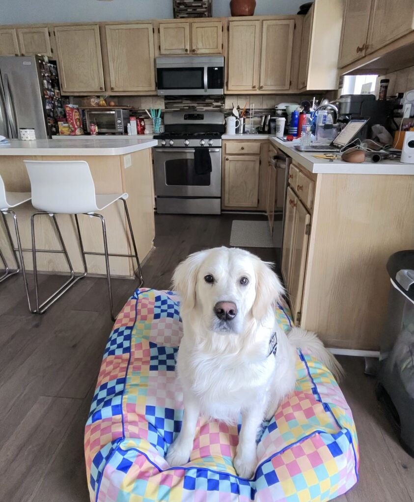 A golden retriever looks at the camera, sitting on a colorful dog bed in a kitchen. 